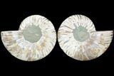 Sliced Ammonite Fossil - Agatized #125036-1